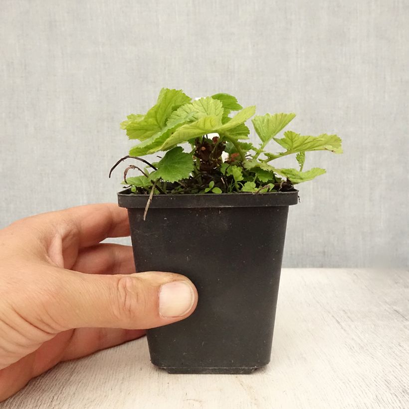 Esemplare di Geum coccineum Koi Vasetto da 8/9 cm consegnato in estate
