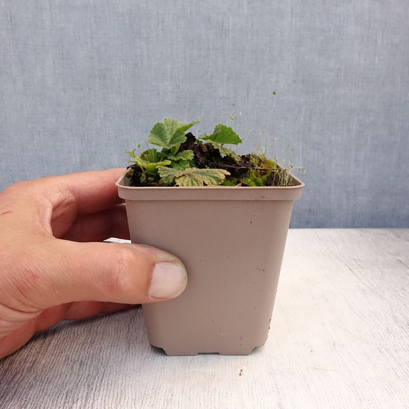 Esemplare di Geum coccineum Werner Arends Vasetto da 8/9 cm consegnato in estate