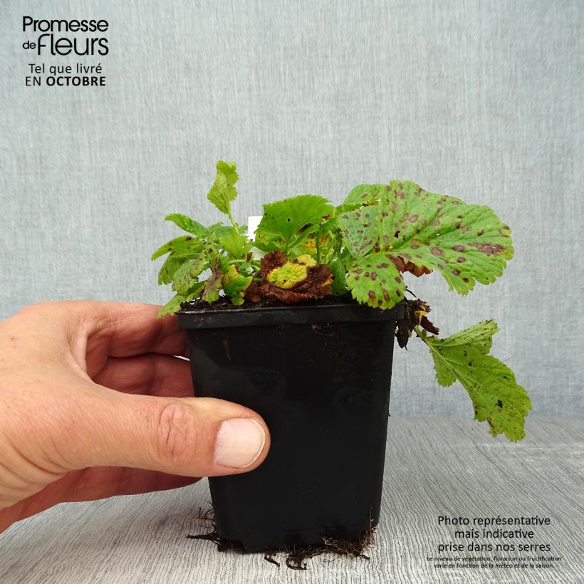 Esemplare di Geum Cosmopolitan Vasetto da 8/9 cm come consegnato in autunno