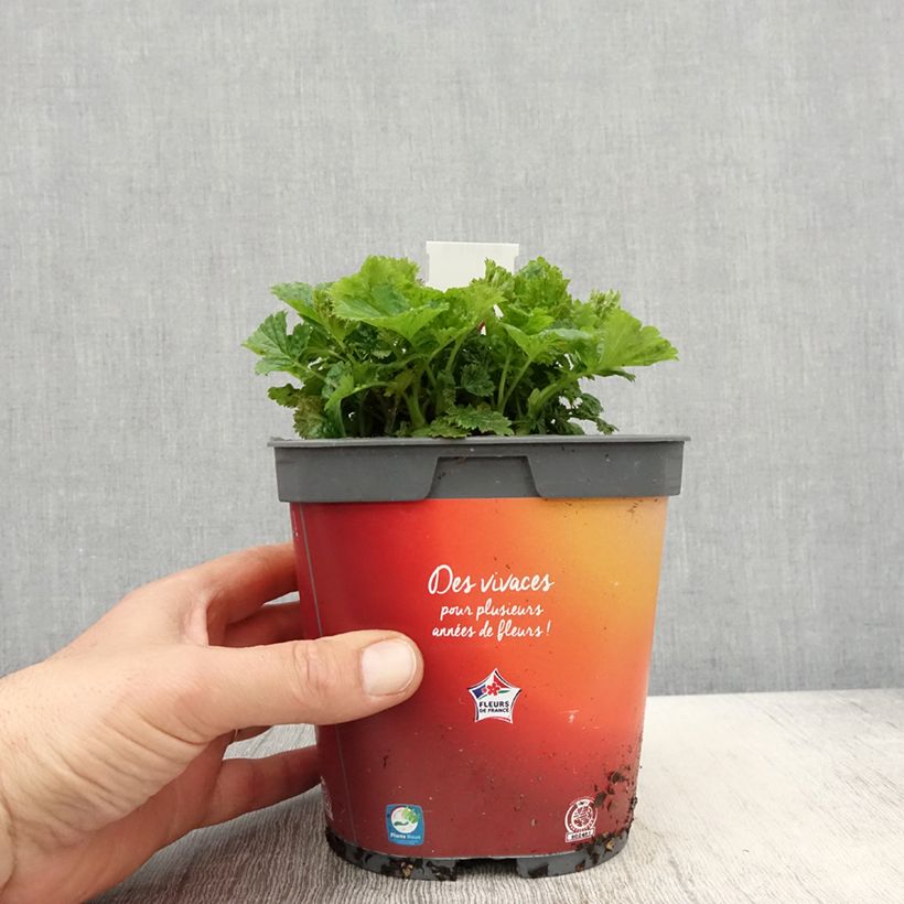 Geum Cosmopolitan - Benoite blanc-pêche en pot de 2/3 litres esemplare consegnato in primavera