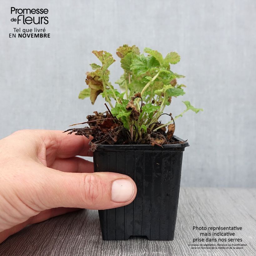 Esemplare di Geum Tempo Rose Vasetto da 8/9 cm come consegnato in autunno