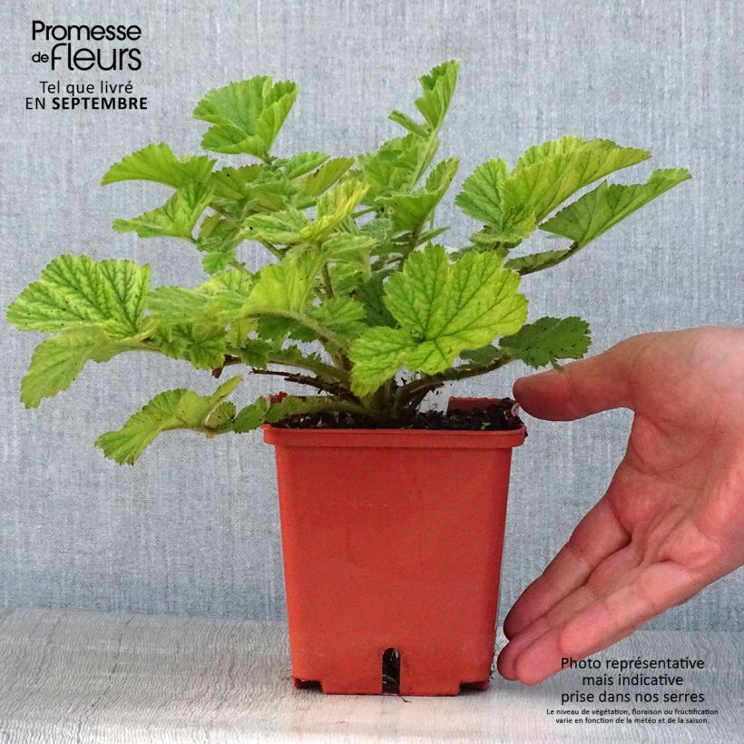 Esemplare di Geum Totally Tangerine Vaso da 1L/1,5L consegnato in estate