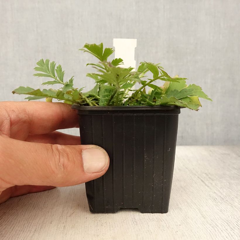 Esemplare di Geum triflorum Vasetto da 8/9 cm consegnato in estate