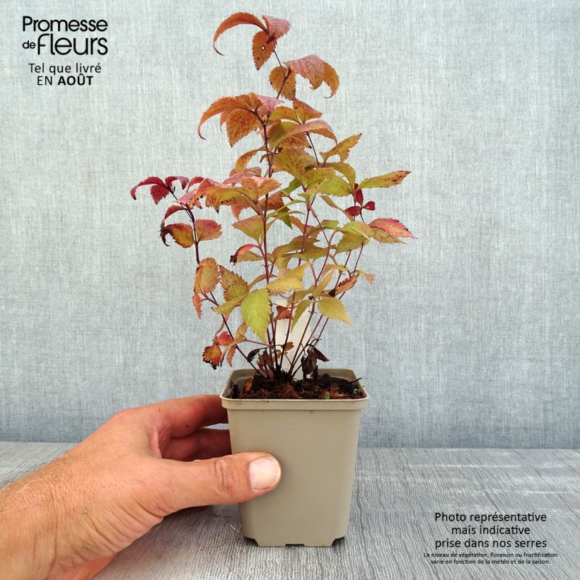 Esemplare di Gillenia trifoliata Pink Profusion Vasetto da 8/9 cm consegnato in estate