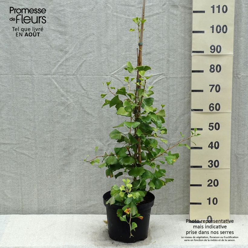 Esemplare di Ginkgo biloba Autumn Gold Vaso da 7,5L/10L consegnato in estate