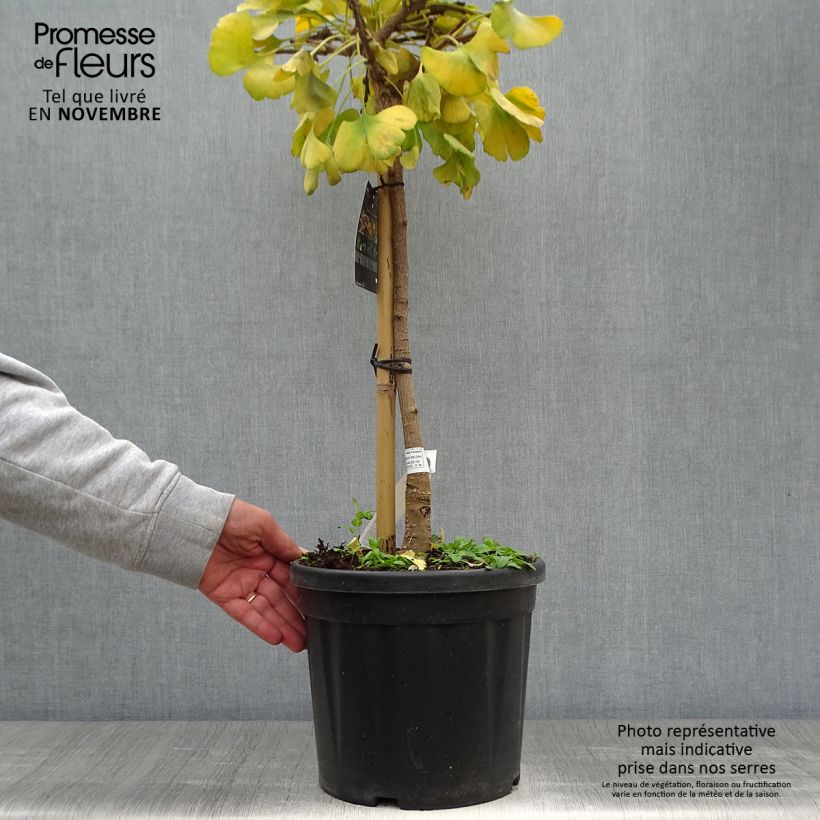 Esemplare di Ginkgo biloba Mariken Vaso da 7,5L/10L come consegnato in autunno