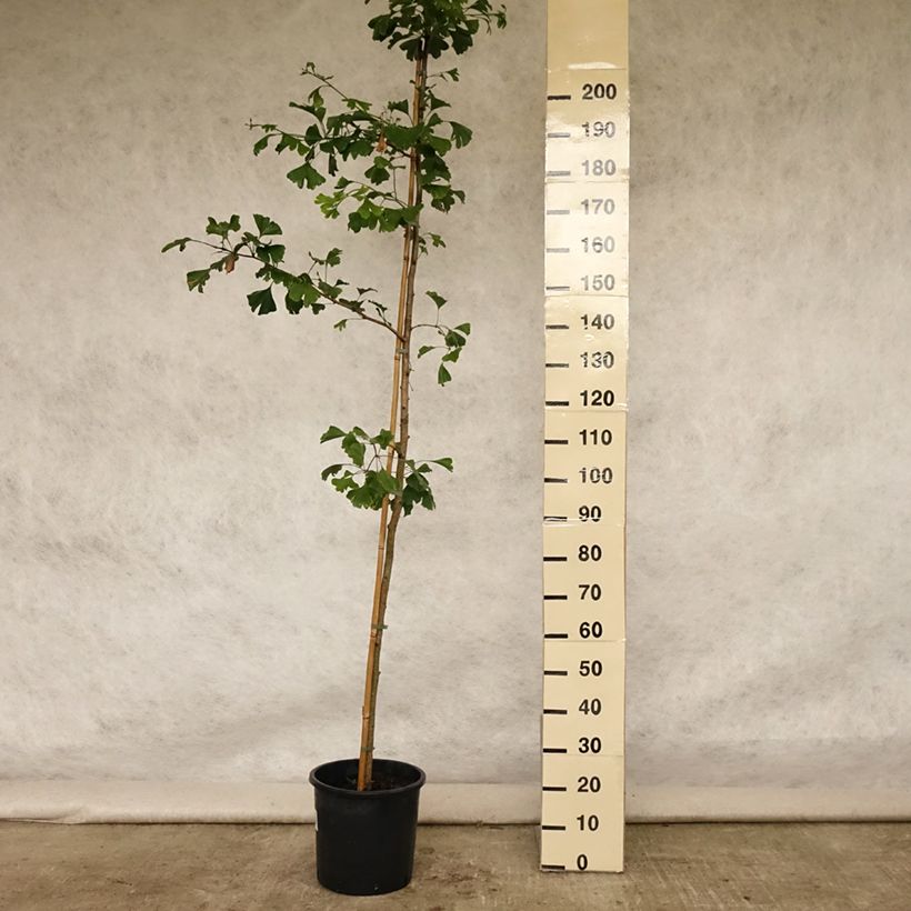 Esemplare di Ginkgo biloba Vaso da 7,5L/10L consegnato in estate