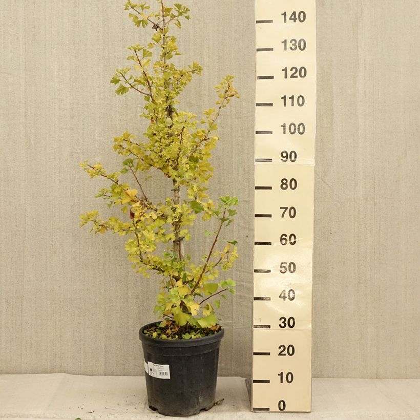 Esemplare di Ginkgo biloba Simon Vaso da 18L/20L come consegnato in autunno