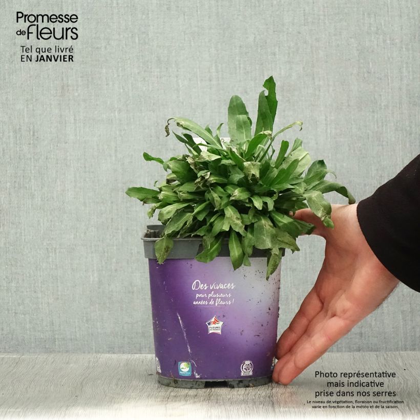 Erysimum Spice Island - Violaciocca Vaso da 2L/3L esemplare consegnato in inverno