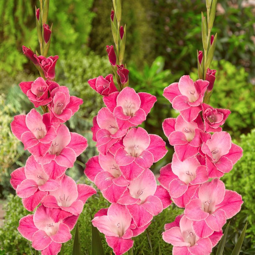 Gladiolo Invitatie (Fioritura)