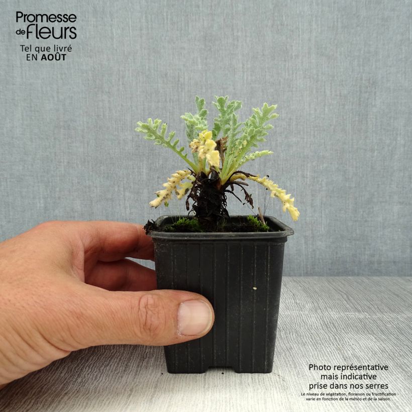 Esemplare di Glaucium flavum - Papavero cornuto Vasetto da 8/9 cm consegnato in estate