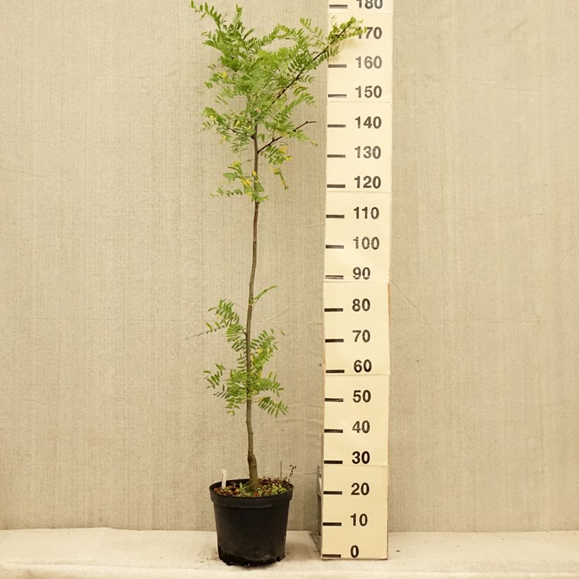 Esemplare di Gleditsia triacanthos f.inermis Shademaster Vaso da 7,5L/10L consegnato in estate