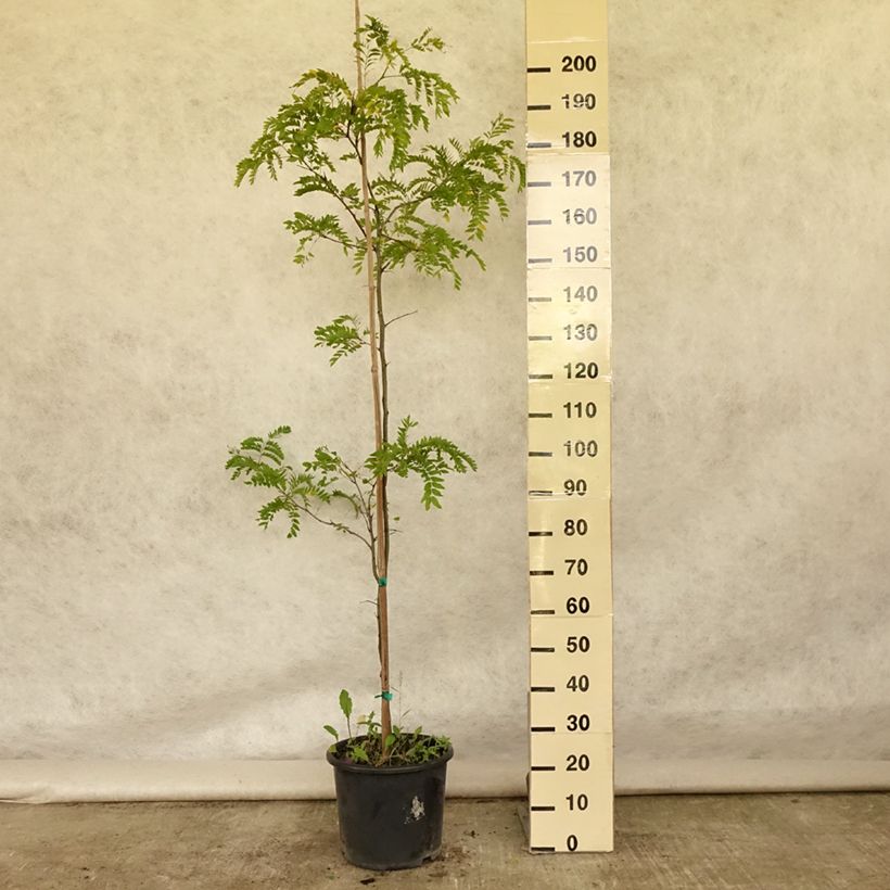 Esemplare di Gleditsia triacanthos f.inermis Skyline Vaso da 12L/15L consegnato in estate