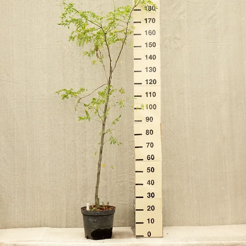 Esemplare di Gleditsia triacanthos f.inermis Skyline Vaso da 7,5L/10L consegnato in estate