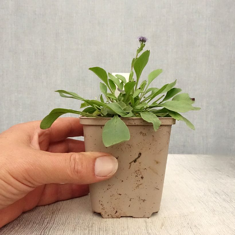Esemplare di Globularia punctata - Globularia punteggiata Vasetto da 8/9 cm consegnato in estate