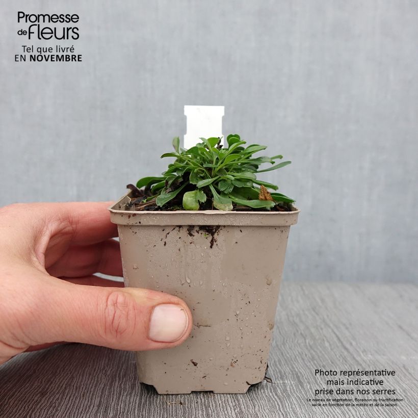Esemplare di Globularia trichosantha Vasetto da 8/9 cm come consegnato in autunno