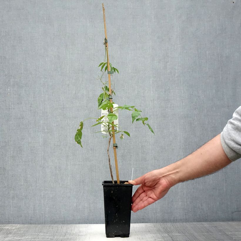 Esemplare di Wisteria frutescens var. macrostachya Blue Moon - Glicine americano Vaso da 2L/3L consegnato in estate