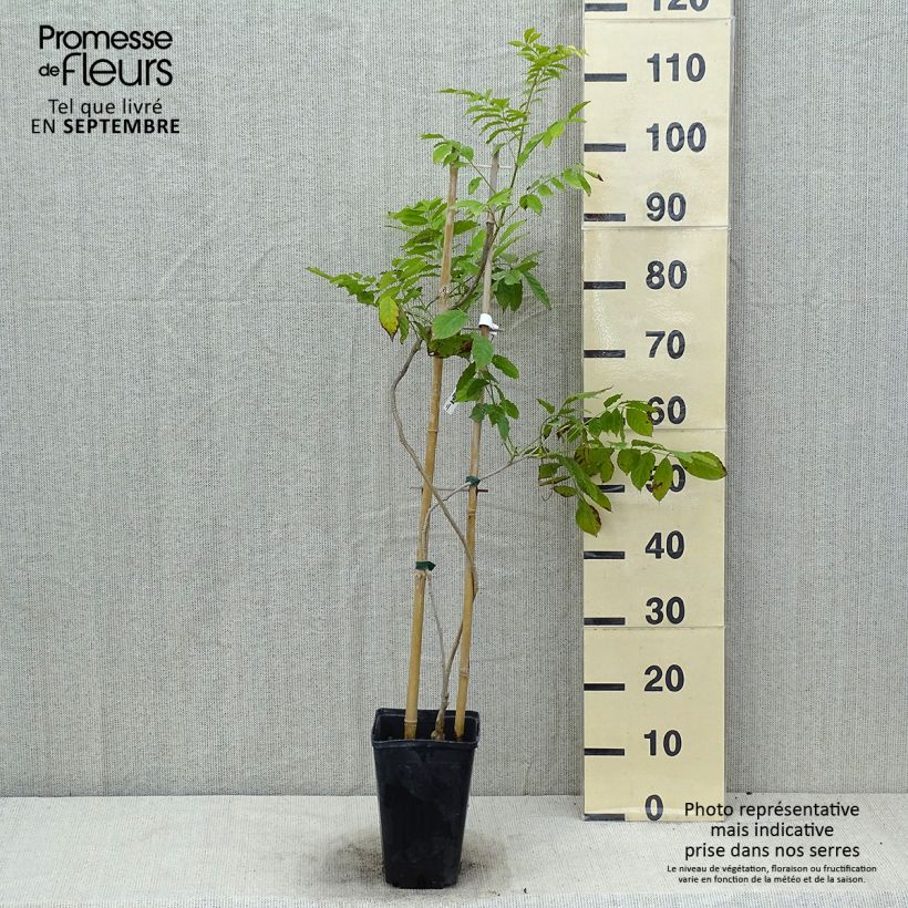 Esemplare di Wisteria sinensis Blue Line - Glicine comune Vaso da 2L/3L consegnato in estate