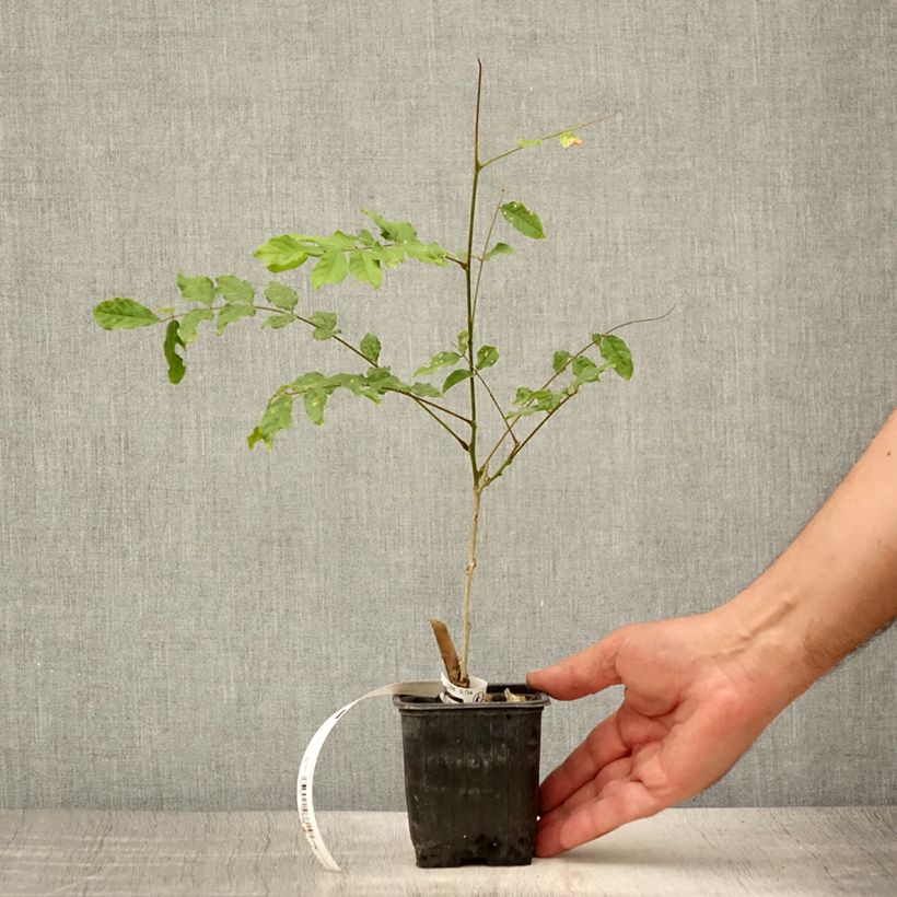 Esemplare di Wisteria sinensis Alba - Glicine comune Vasetto da 8/9 cm consegnato in estate