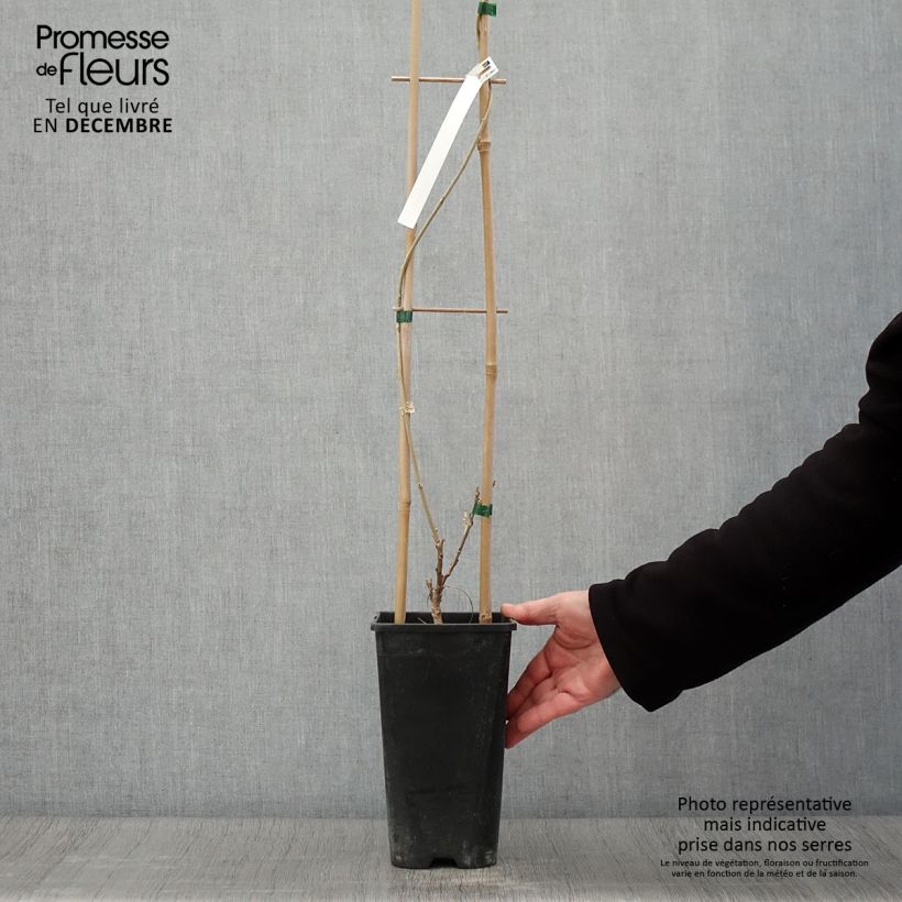 Esemplare di Wisteria sinensis Flore Pleno - Glicine comune Vaso da 3L/4L come consegnato in autunno