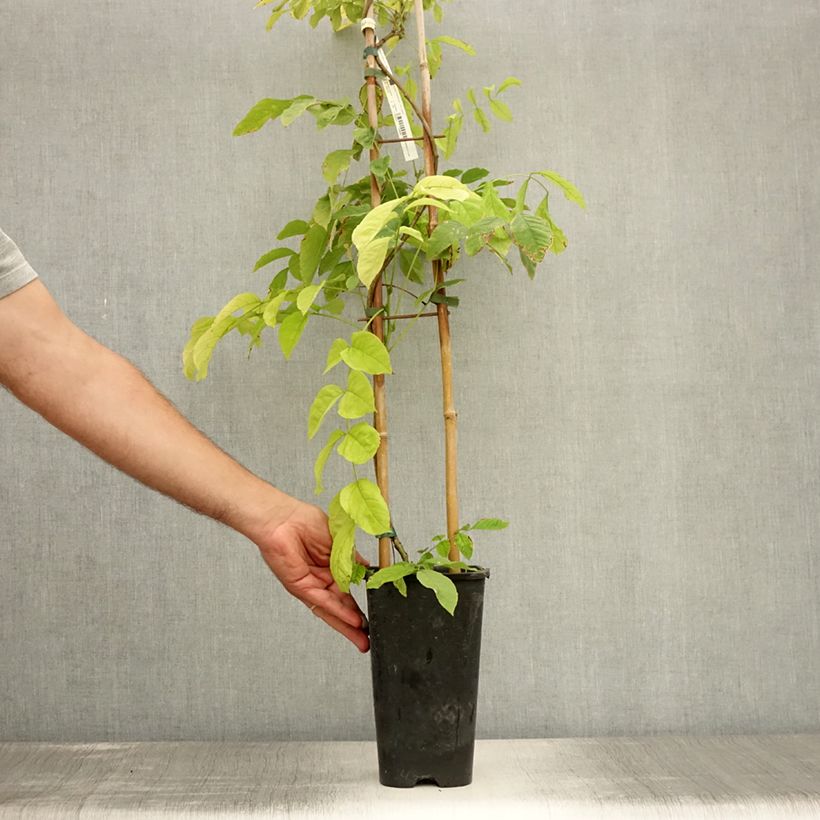 Esemplare di Wisteria sinensis - Glicine comune Vaso da 2L/3L consegnato in estate