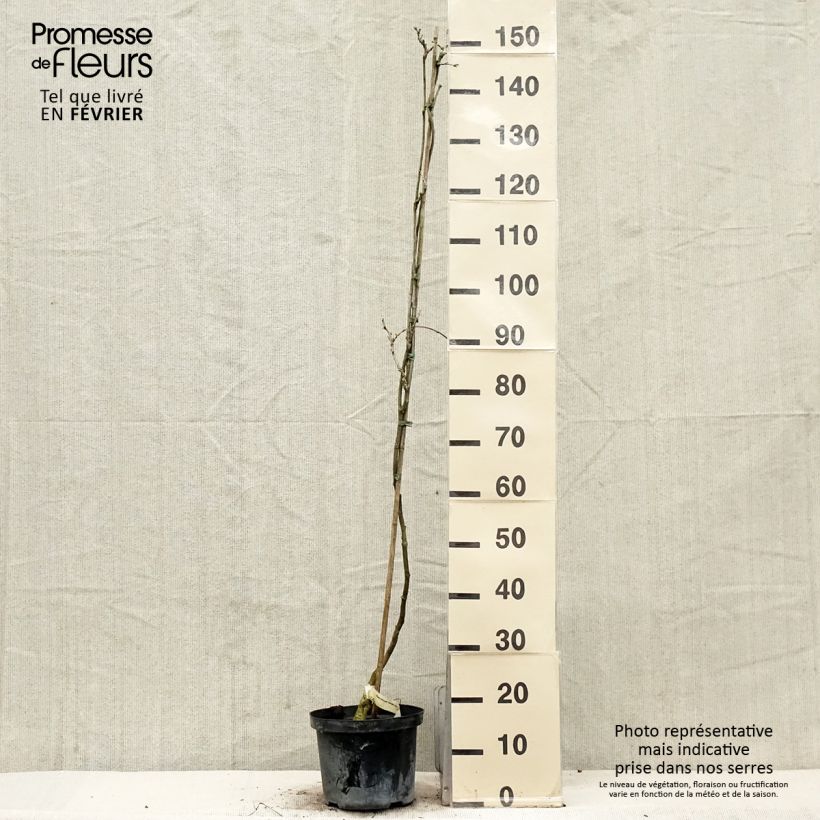 Wisteria floribunda Domino - Glicine Vaso da 3L/4L esemplare consegnato in inverno