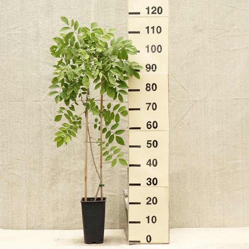 Esemplare di Wisteria floribunda - Glicine Vaso da 3L/4LAltezza consegnata circa 40/60cm consegnato in estate