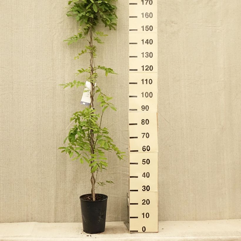 Esemplare di Wisteria floribunda Shiro-noda - Glicine Vaso da 4L/5L consegnato in estate