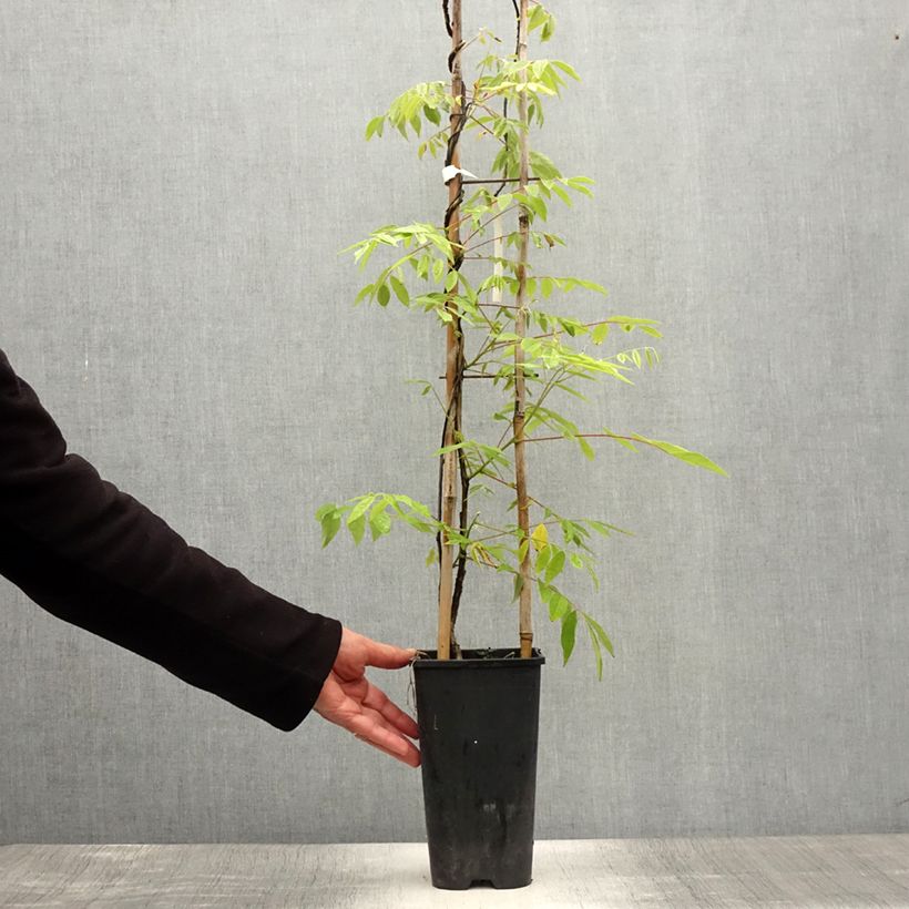 Esemplare di Wisteria frutescens - Glicine americano Vaso da 3L/4L consegnato in estate