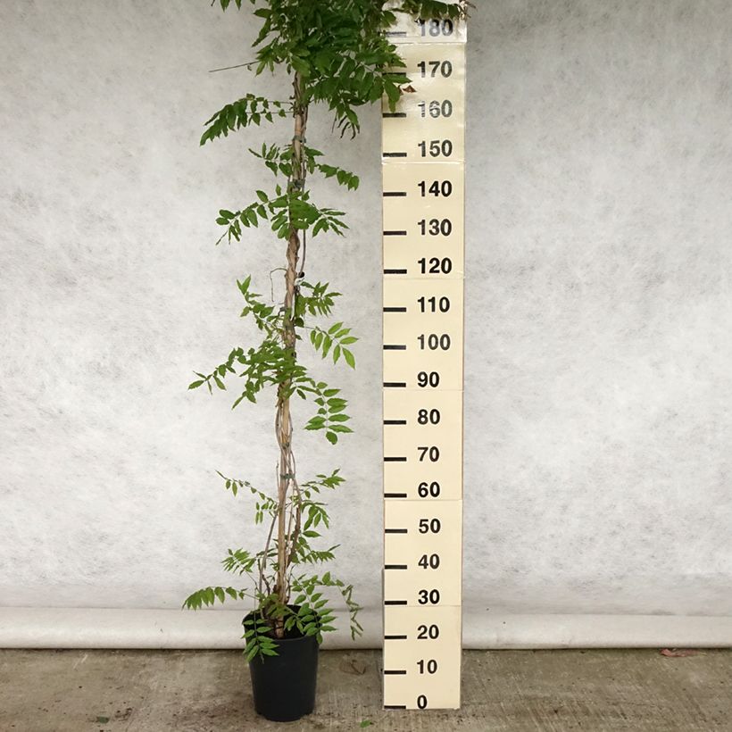Esemplare di Wisteria floribunda Lawrence - Glicine Vaso da 6L/7L consegnato in estate