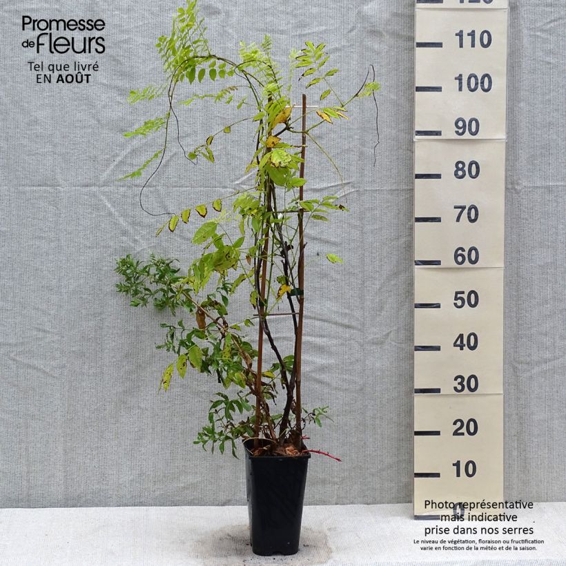 Esemplare di Wisteria floribunda Ed's Blue Dragon - Glicine Vaso da 2L/3L consegnato in estate