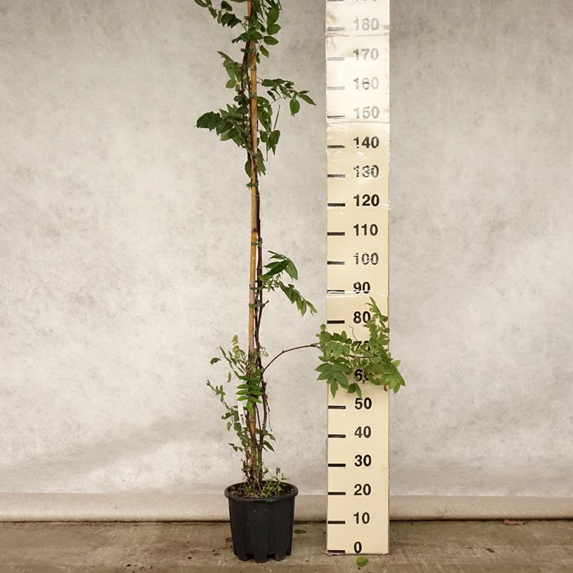 Esemplare di Wisteria brachybotrys Yokohama Fuji - Glicine Vaso da 7,5L/10L consegnato in estate