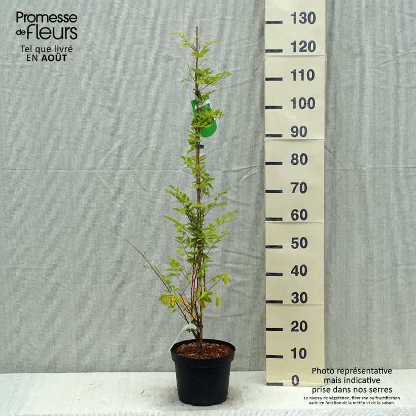 Esemplare di Wisteria frutescens Longwood Purple - Glicine americano Vaso da 3L/4L consegnato in estate