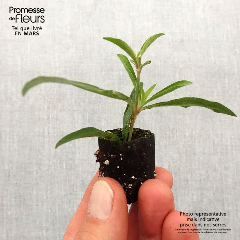 Gomphrena pulchella Truffula Pink - Amarantino Mini zolla Ø 1,5/2,5 cm esemplare consegnato in primavera