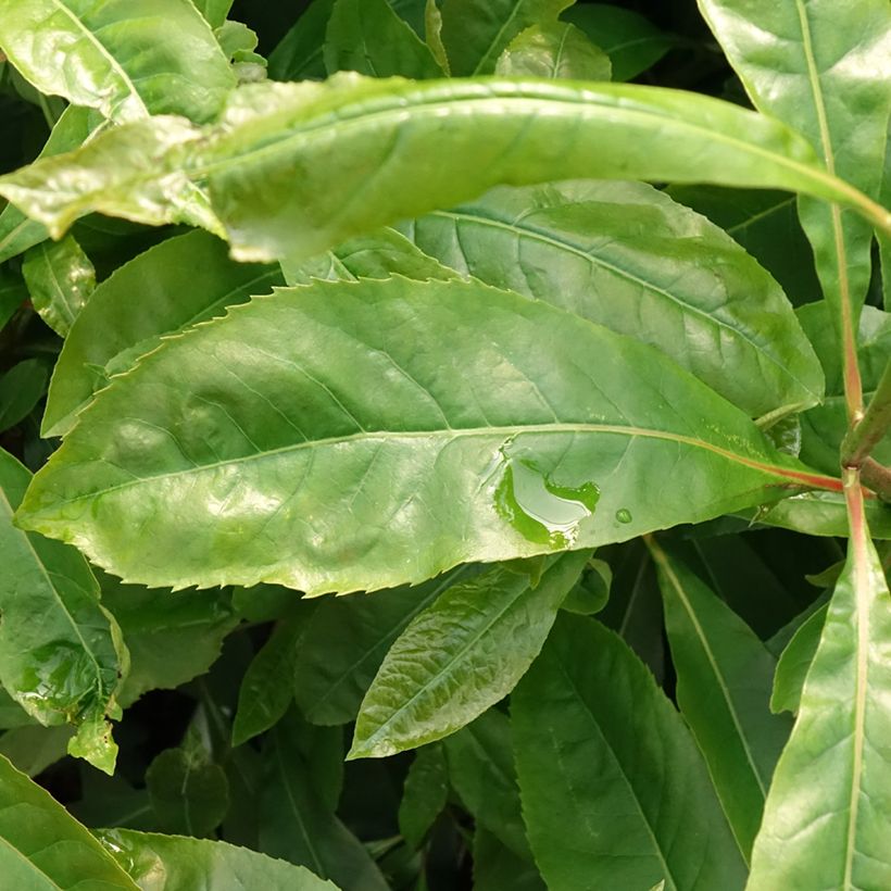 Gordlinia grandiflora (Fogliame)