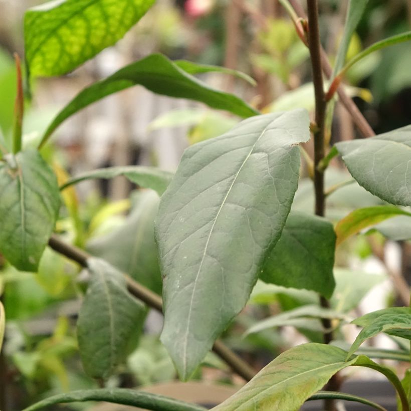 Gordlinia grandiflora (Fogliame)