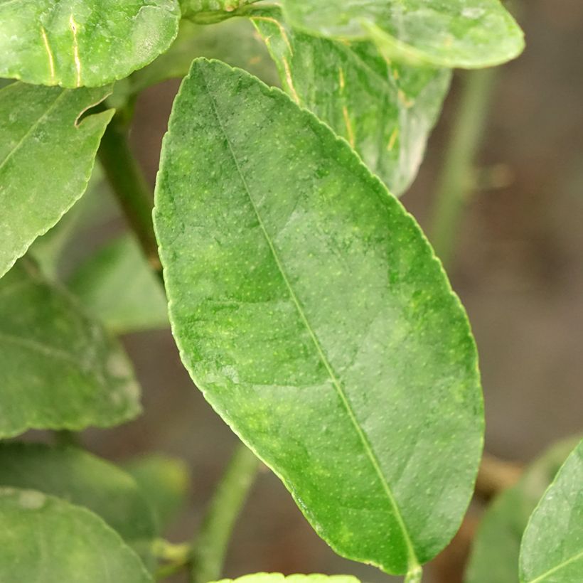 Citrus x latifolia - Lima verde (Fogliame)