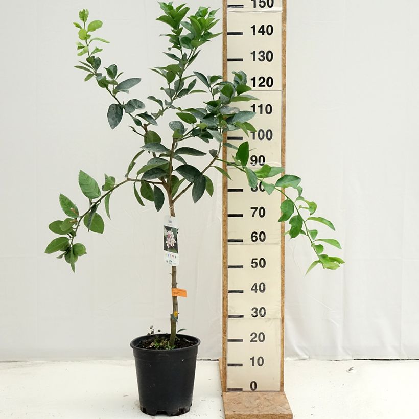 Esemplare di Citrus x latifolia - Lima verde Vaso da 7,5L/10L, Vaso impalcato medio consegnato in estate