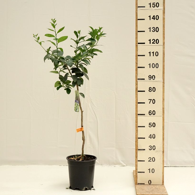 Citrus x latifolia - Lima verde Vaso da 7,5L/10L, Vaso impalcato medio esemplare consegnato in primavera