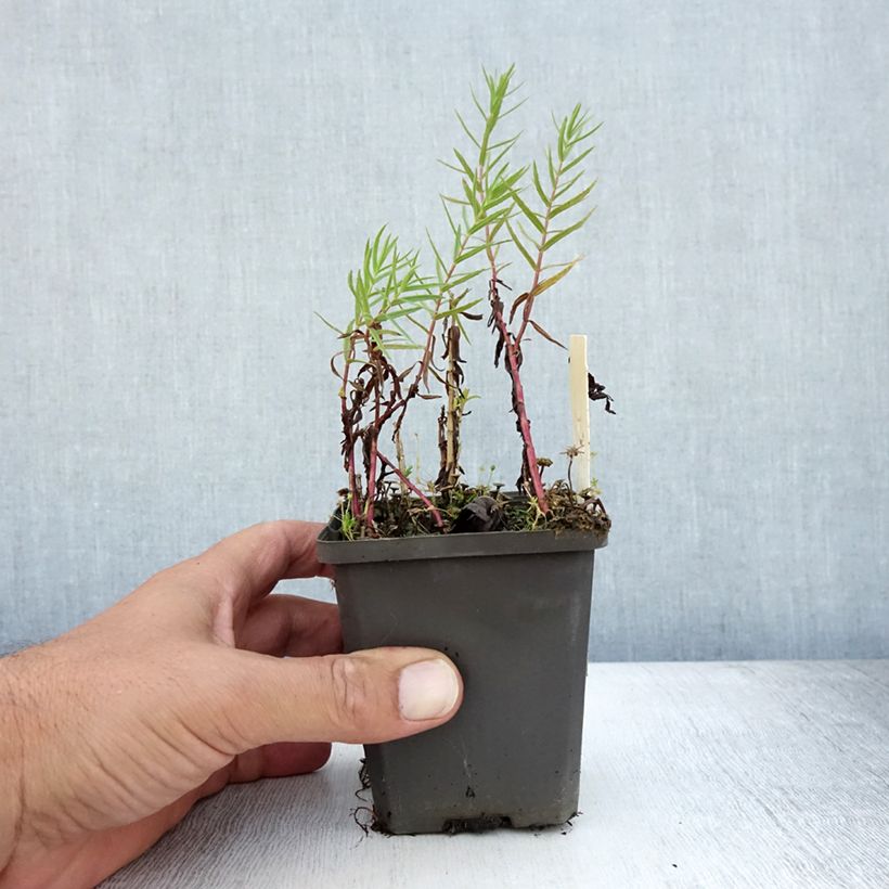 Esemplare di Gratiola officinalis - Graziella Vasetto da 8/9 cm consegnato in estate