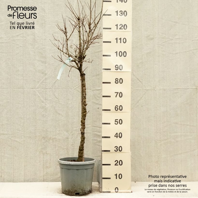 Punica granatum California Sunset - Melograno Vaso da 7,5L/10L esemplare consegnato in inverno