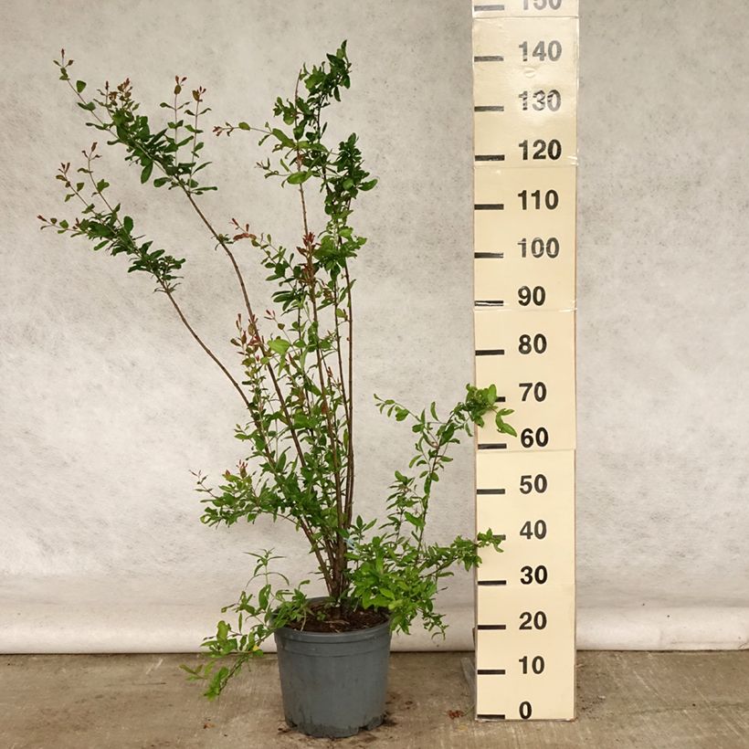 Esemplare di Punica granatum Noshi Shibari - Melograno Vaso da 7,5L/10L, A cespuglio consegnato in estate