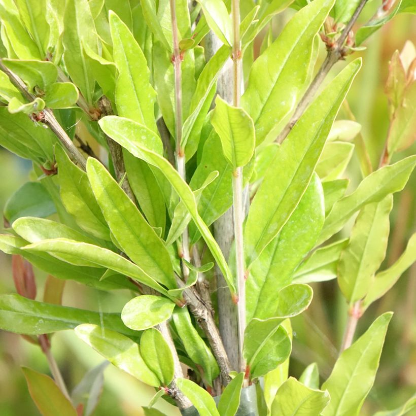 Melograno Dente di leone - Punica granatum (Fogliame)