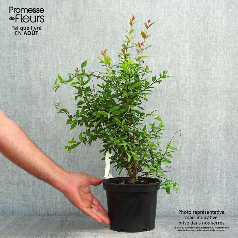 Esemplare di Melograno Fina Tendral - Punica granatum Vaso da 2L/3L, A cespuglio consegnato in estate
