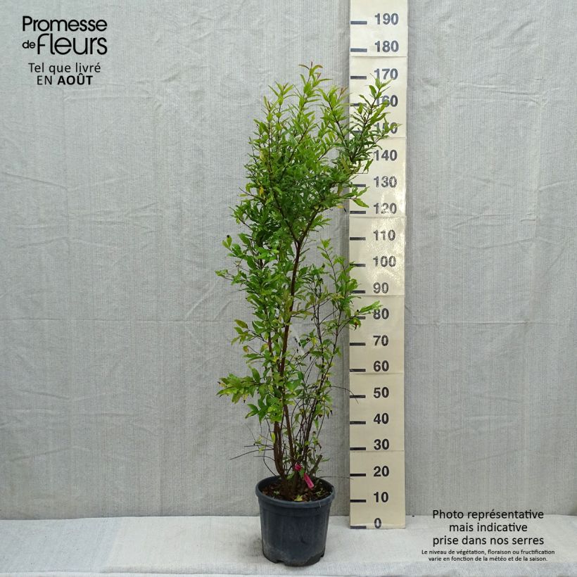 Esemplare di Melograno - Punica granatum Vaso da 7,5L/10L, A cespuglio consegnato in estate