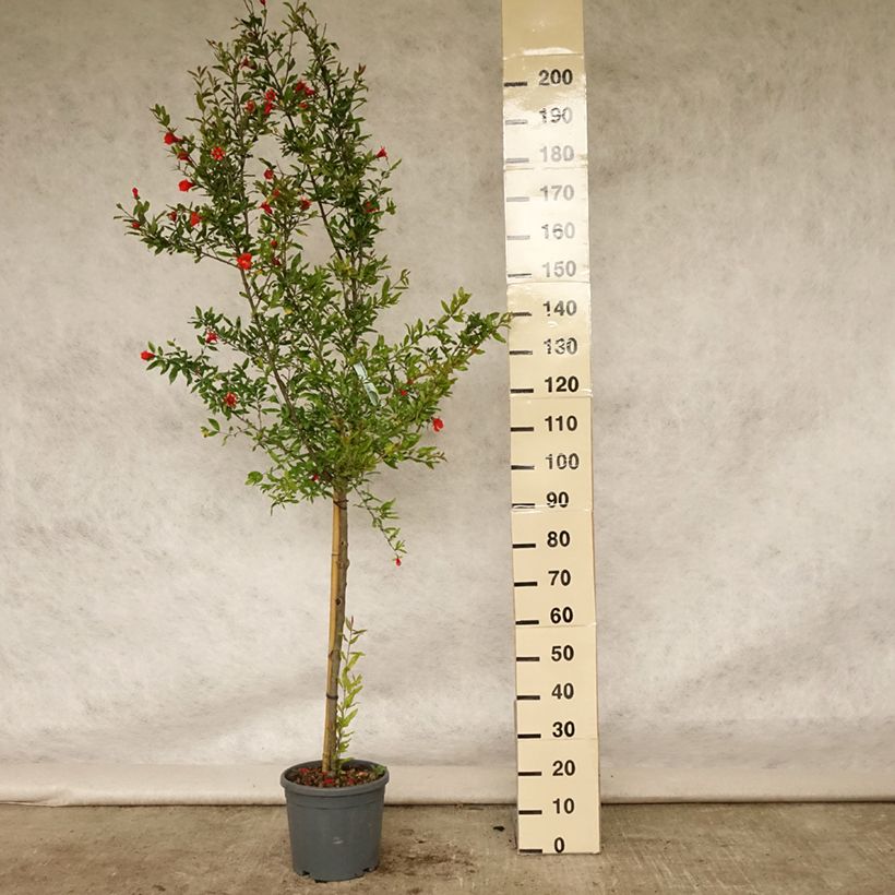 Esemplare di Melograno Wonderful - Punica granatum Vaso da 7,5L/10L, Vaso impalcato medio consegnato in estate
