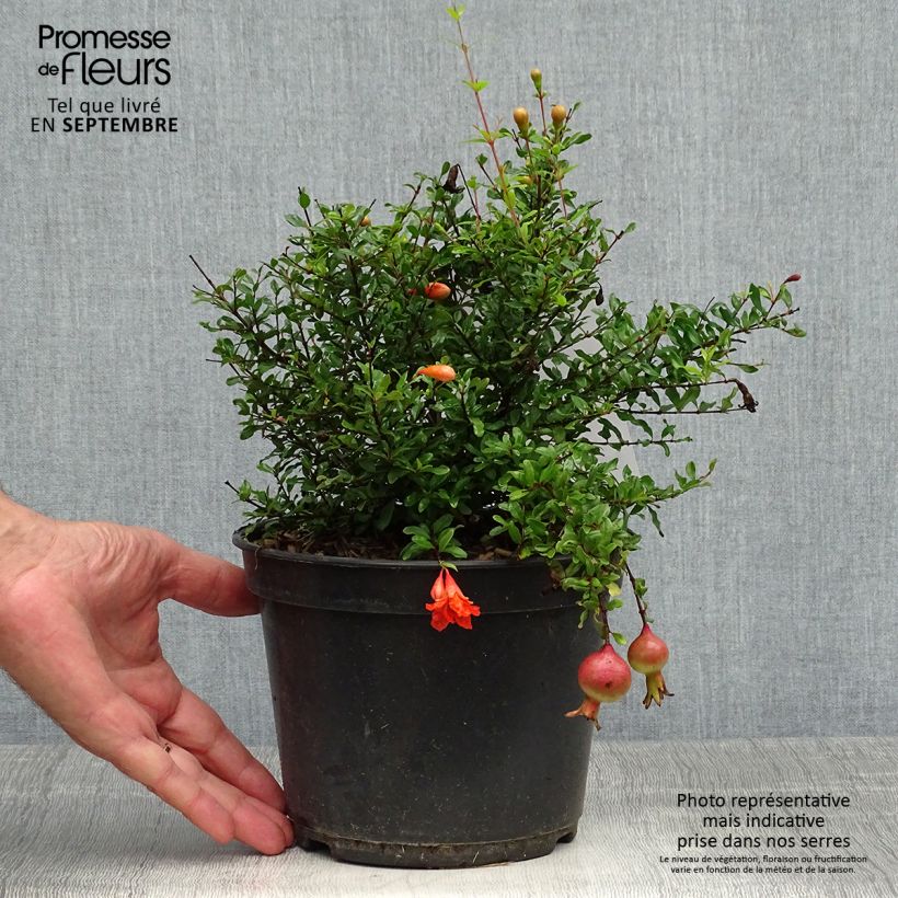 Esemplare di Melograno Chico - Punica granatum Vaso da 3L/4L, Multifusto come consegnato in autunno