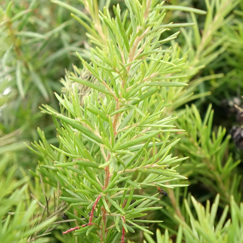 Grevillea gracilis Clearview David (Fogliame)