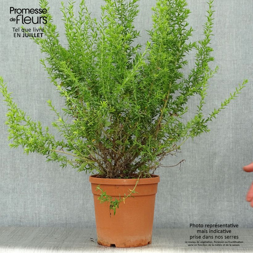 Esemplare di Grevillea gracilis Clearview David Vaso da 2L/3L consegnato in estate