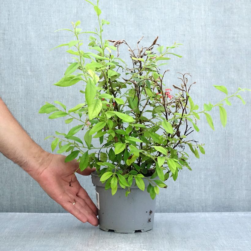 Esemplare di Grevillea rhyolitica Vaso da 2L/3L consegnato in estate